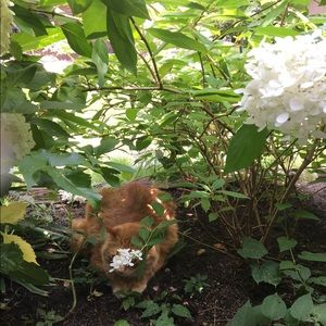 Meet your Posher, Carrie